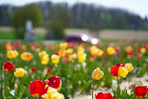 Tulips field on the roadside. Colorful Easter flowers in the spring to pick yourself. photo