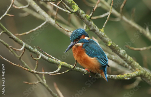 A young female Kingfisher, Alcedo atthis, perching on a branch that is growing over a river. It has been diving into the water catching fish to eat. 