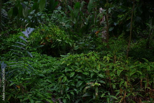 Forest with thick creeping grass.