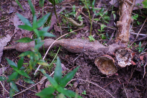 Uprooted cassava in the garden.