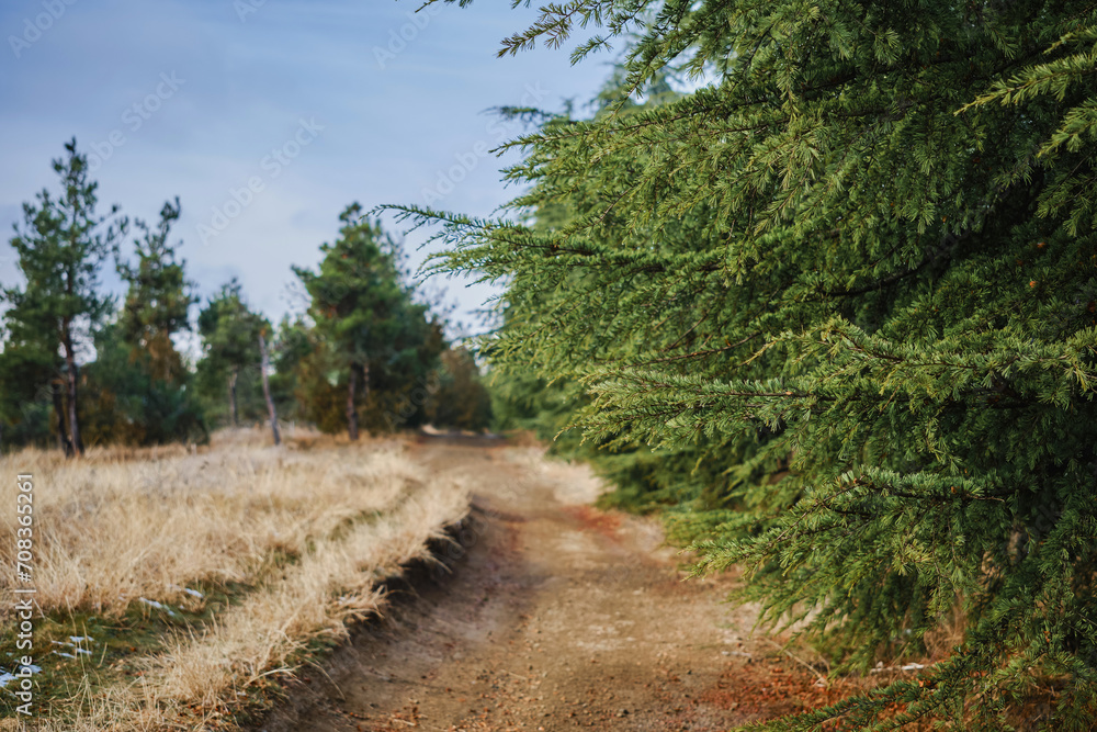 A road in a coniferous forest, a walk in nature on a day off, hiking in the mountains, an idea for advertising sports shoes or a mockup for a product