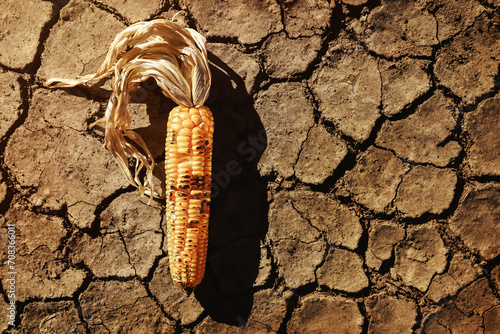 Food Security, World Food Crisis Concept. Environmental Impact. Global Issues in Agricultural Food Production. Dry and Wilted Corn on Cracked Soil, Desertification, Water, Pollution and Climate Change