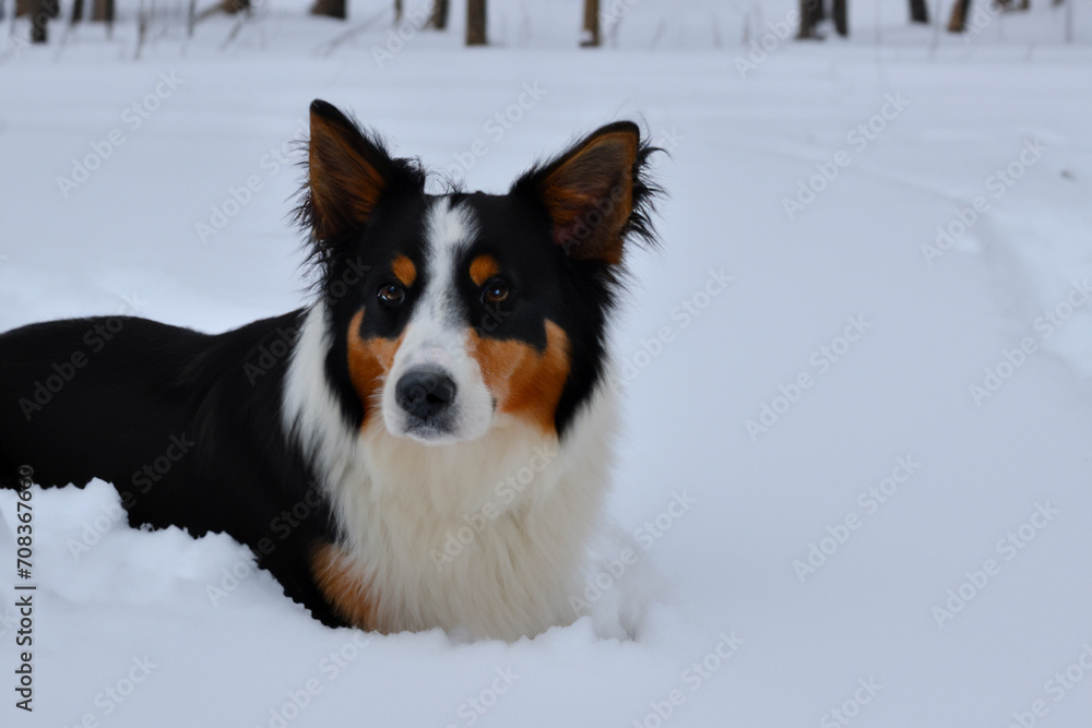 dog in the snow. a large tricolor fluffy dog sits in a white snowdrift, against the backdrop of a winter forest, animal concept