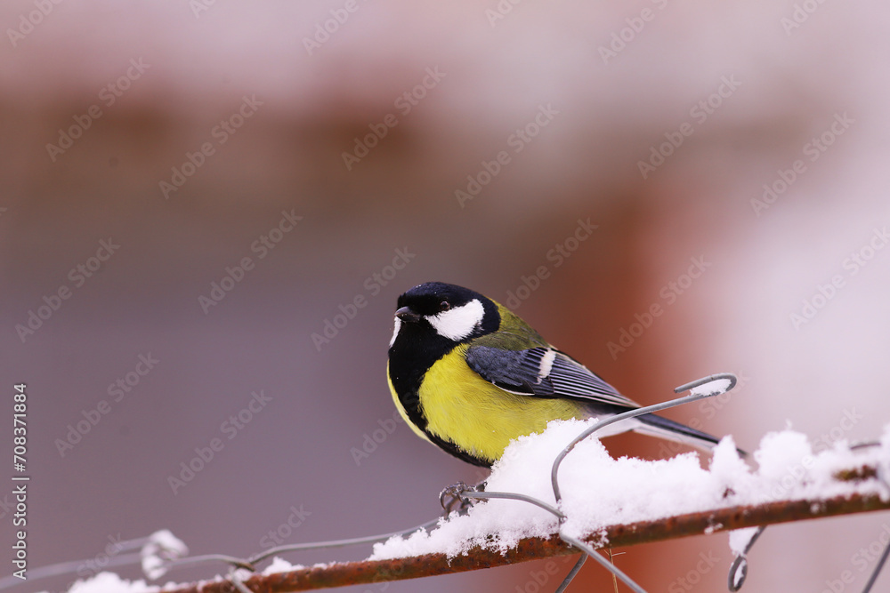 Naklejka premium A big tit on a wire fence in winter...