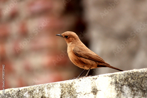 Indian Familiar Chat sit on a wall. Selective focus  of bird with blurred in background photo