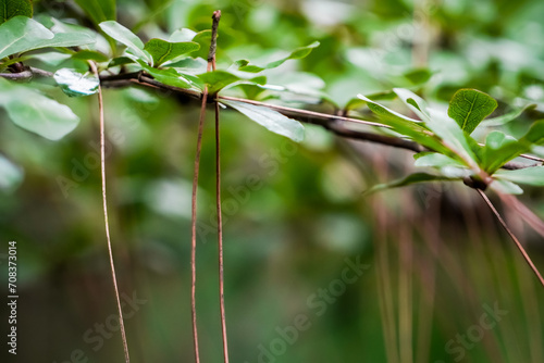 Close up photo of fresh green leaves from trees in the forest with bokeh backgrounds. Shady atmosphere of trees. © Rizky
