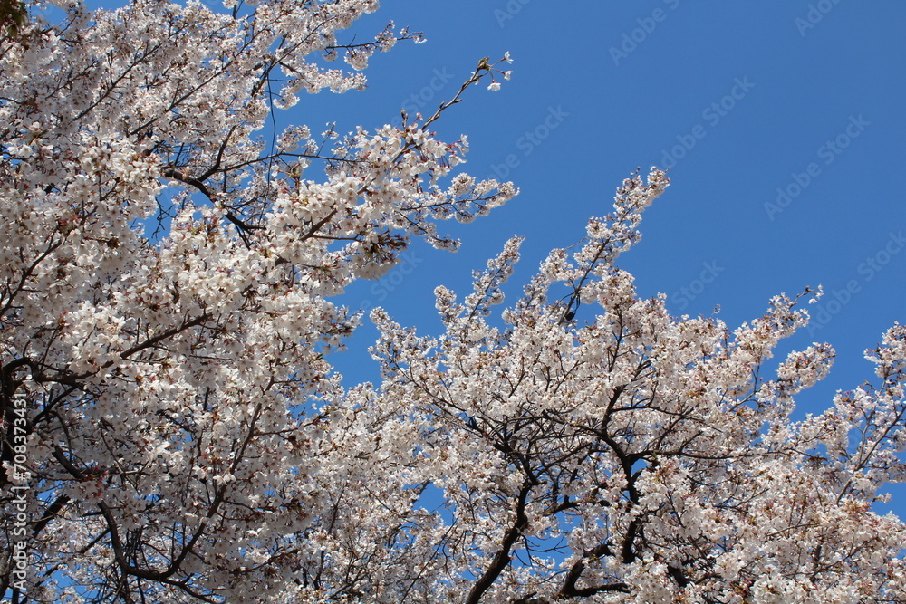 하늘과 만개한 벚꽃나무 봄 풍경