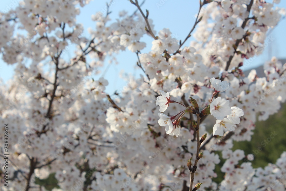 봄에 활짝 핀 벚꽃나무와 하늘