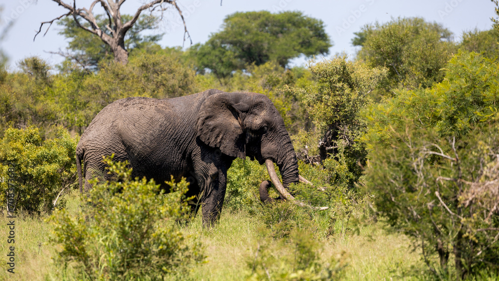 a Massive African elephant bull - Tusker