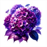 The image is an illustration of hydrangea, watercolor style.