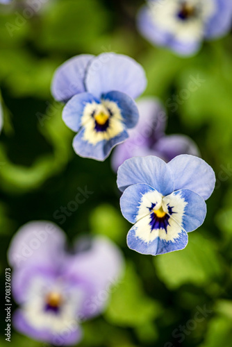 viola flowers in the garden