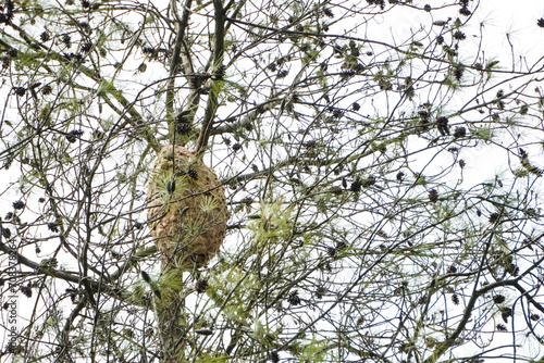 Large forest wasps hive nest on tall pine trees. Natural honeycomb making process in wildlife. Concept for biology, ecology, ecosystem. photo