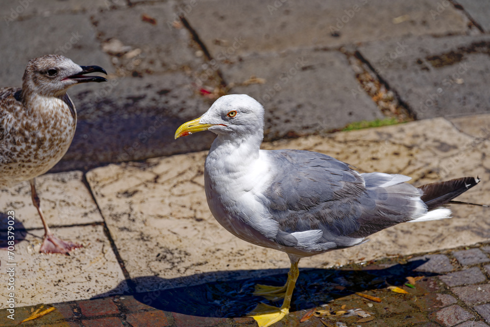 Close-up of seagulls standing on quayside at Italian City of Venice on a sunny summer day. Photo taken August 7th, 2023, Venice, Italy. Close-up of seagulls standing on quayside at Italian City of Venice on a sunny summer day. Photo taken August 7th, 2023, Venice, Italy.