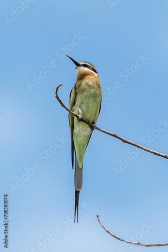 Olive Bee-eater (Merops superciliosus) in a tree in Madagascar. photo