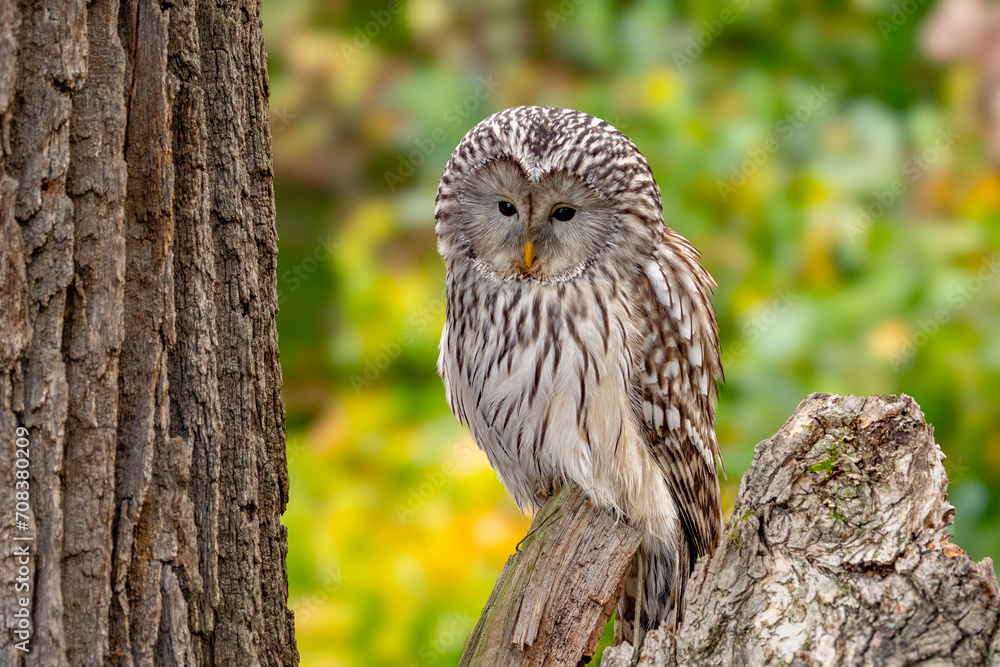 Fototapeta premium The Ural owl (Strix uralensis) is a large nocturnal owl.