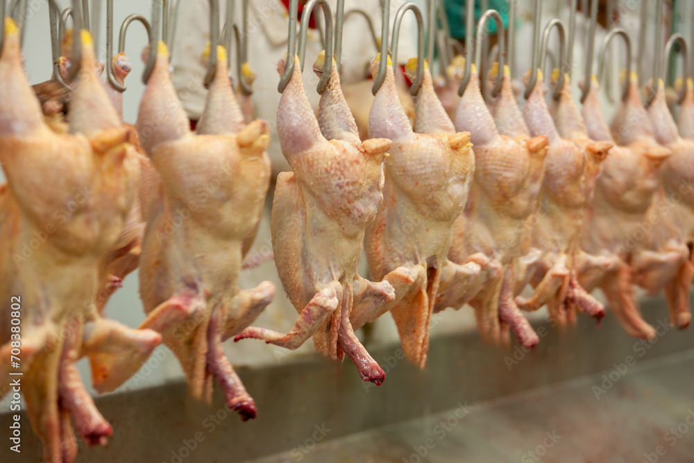Ταπετσαρία chicken abattoir conveyor belt with hooks indoors , chickens freshly cut hanging