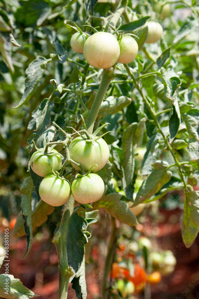 green tomatoes on the vines in the green house, organic production