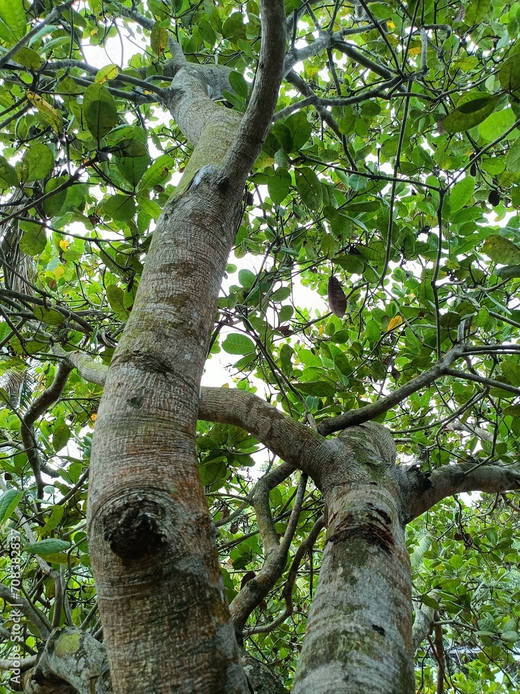 Cashew is the common name of a tropical evergreen tree Anacardium occidentale, in the family Anacardiaceae. Cashew is the common name of a tropical evergreen tree Anacardium occidentale, in the family Anacardiaceae.