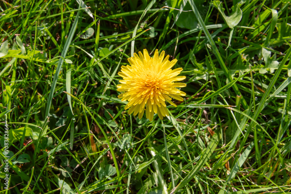 dandelion in grass dandelion in grass
