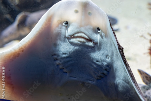 head of a rog in the aquarium photo