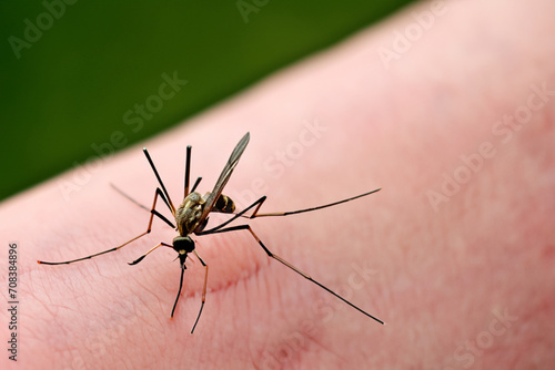 composition of insects. small black mosquito sitting on finger close up, insect concept