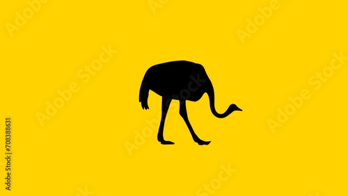 Animation with an ostrich walking on the yellow background (seamless loop) photo