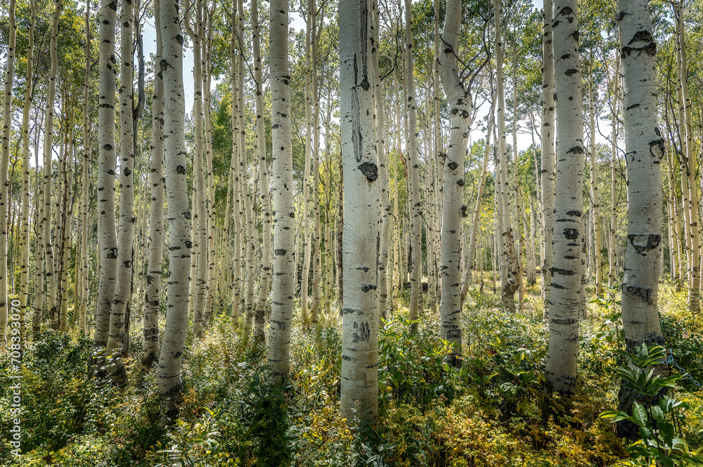 Forest of Aspen trees in the Yellowstone National Park Forest of Aspen trees in the Yellowstone National Park