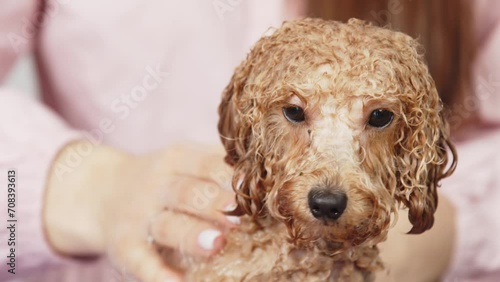 Slow motion. Dog grooming salon. Groomer bathes a small golden poodle in foam. Professional animal care. Spa and relaxation in the pet salon. photo