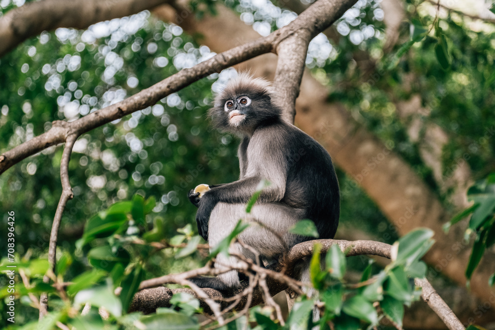 Obraz premium In the Jungle: Dusky Leaf Monkey Perched on a Tree Branch in Its Natural Habitat