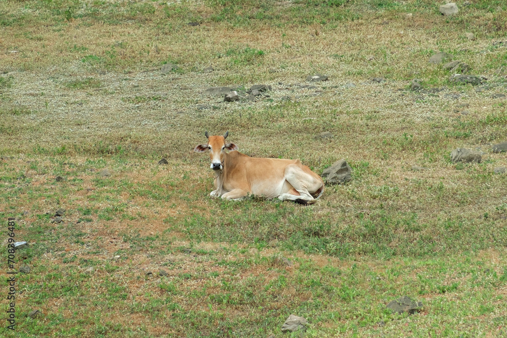 Brown cow grazing on a green pasture Brown cow grazing on a green pasture