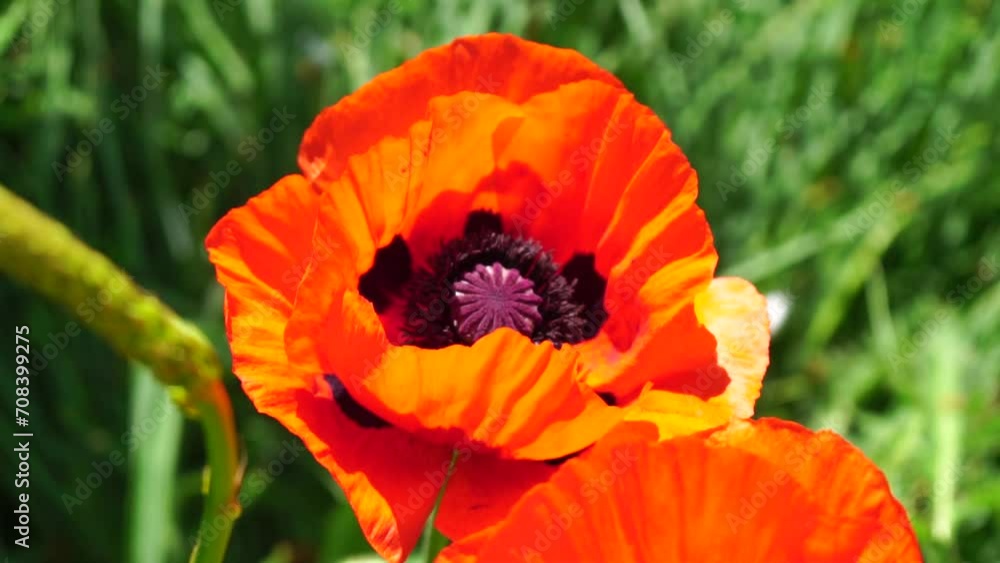 Red Poppy Flower Head close up of petal. Poppies in the meadow wild poppy field, swinging by wind. Macro. Close-up of blossoming poppies. Glade of red poppies. Soft focus blur. Papaver sp. Red Poppy Flower Head close up of petal. Poppies in the meadow wild poppy field, swinging by wind. Macro. Close-up of blossoming poppies. Glade of red poppies. Soft focus blur. Papaver sp.