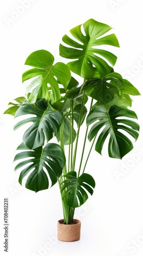 Stock image of a lush Monstera Deliciosa on a white background  large leaves  and vibrant green colo Generative AI