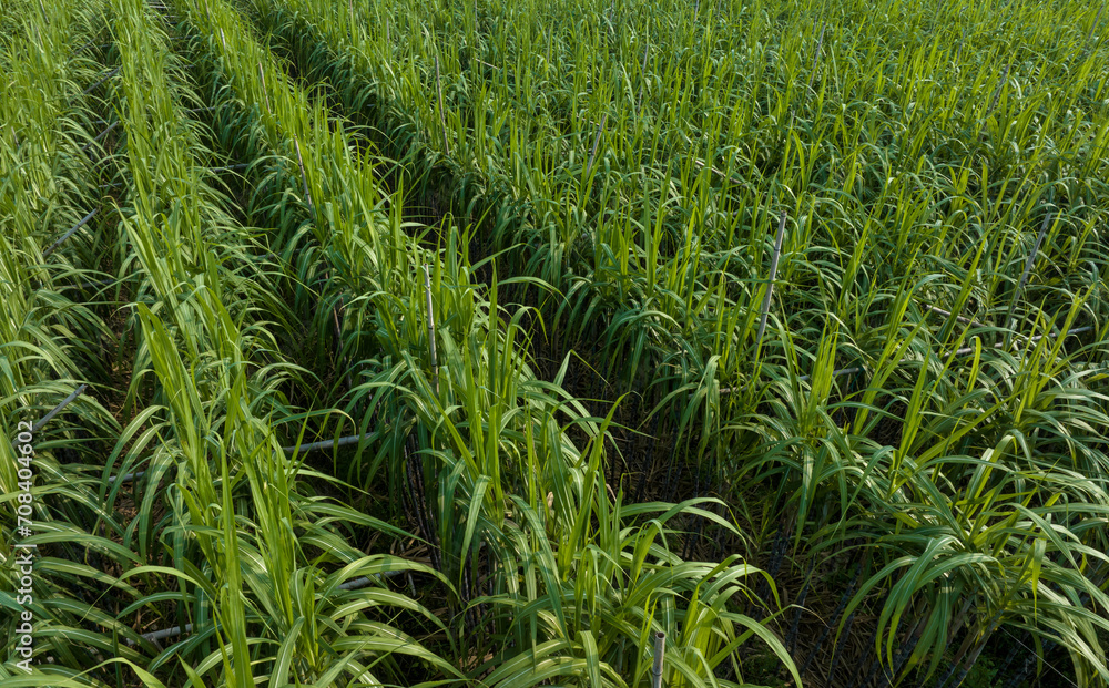 Aerial view of sugarcane plants growing at field Aerial view of sugarcane plants growing at field
