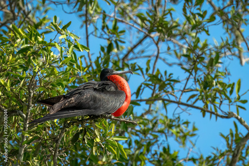Male frigate perched on the tree branches with its inflated red craw