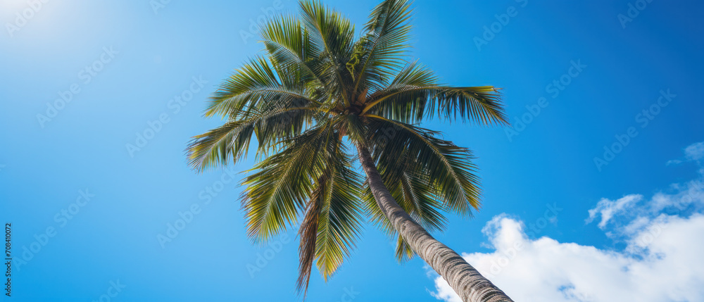 Looking up to the blue sky win sun behind the palm trees