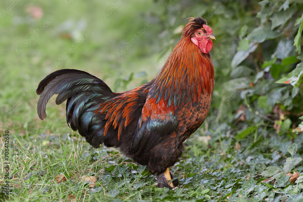 Red rooster in the farm