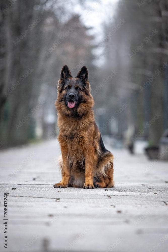 German Shepherd on a walk in the park German Shepherd on a walk in the park
