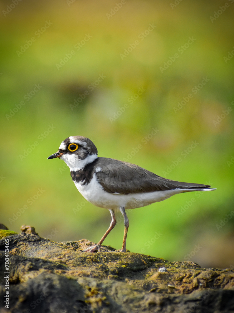 A litter ringed plover bird on riverside. A litter ringed plover bird on riverside.