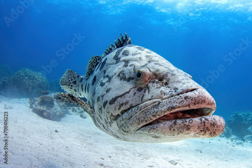 Potato cod portrait