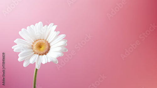 White daisy on a pink background with copy space