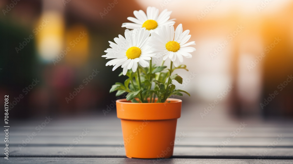 Fototapeta premium White Daisy flowers in a vase