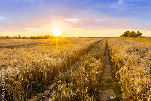 scenic evening in golden wheat field with rustic road  amazing cloudy sunset. rural agriculture landscape of nature view