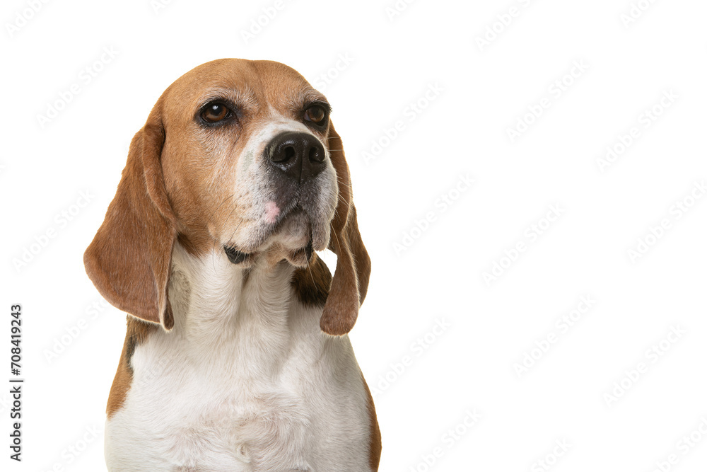 Portrait of a proud beagle dog looking away isolated on a white background with space for copy