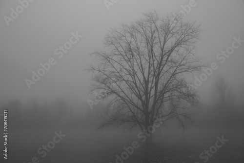 Arbre dans l'eau et brume du petit matin pendant les inondations de Saintes