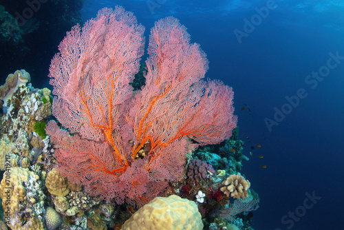 Corals at the reef wall. Horizontal frame.