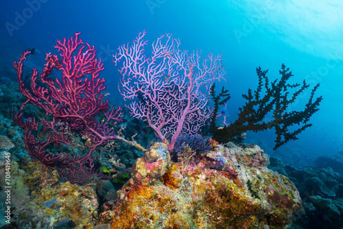 A trio of corals