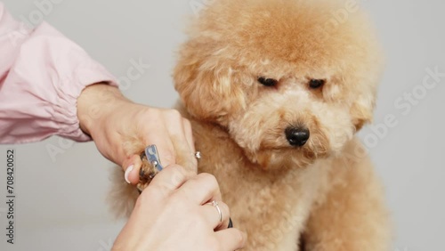 Slow motion. The groomer carefully cares for the little puppy's claws and paws. Nail trimming, hygiene. Puppy health, care procedures. Grooming salon treatment of animal paws. Examination at the veter photo