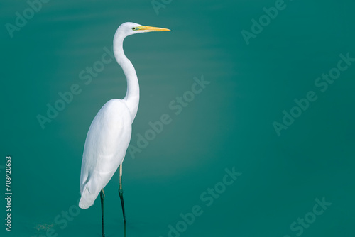 Beautiful great egret bird standing in a calm lake. A big white bird on a green background