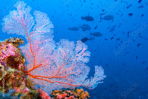 Pink sea fan and distant reef fish