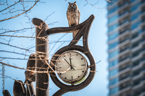 Owls and clocks in the city